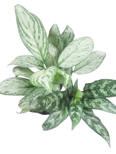 Grower's Choice